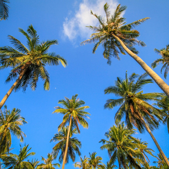 HGH Samui, levering naar Samui
